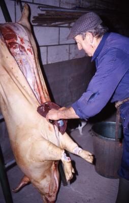 Thuisslachter aan het werk