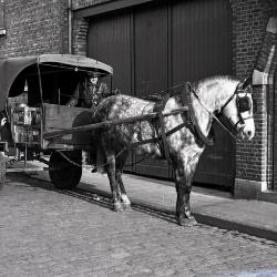 Tansport van toen: paard trekt de melkkar (2), Knesselare