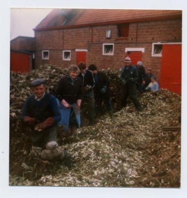 Witloofwortels inzetten