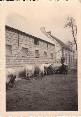 Zeugen op het erf, Kaprijke