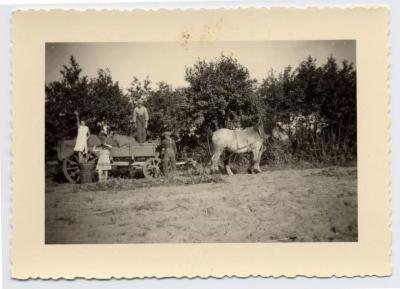 zakken aardappelen op de kar zetten, Bassevelde