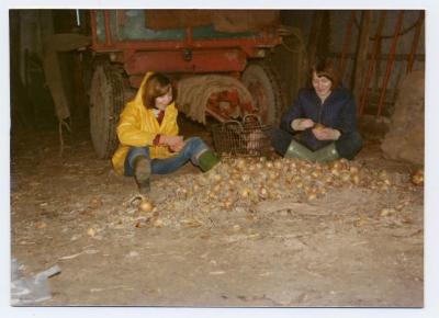 Studenten helpen bij de oogst