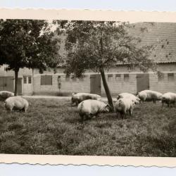 Erelidkaart BJB Groeningeruiters, Kaprijke (1)