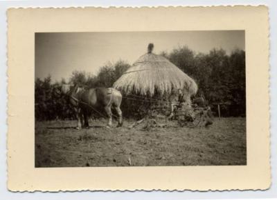 Aardappelrooimachine met paard, Bassevelde