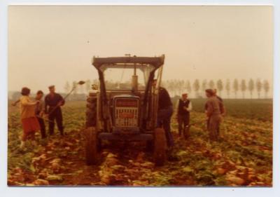 Bietenoogst met blauwe Ford