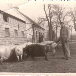 De kippen voederen, Lembeke, jaren 1940