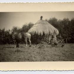 Aardappelrooimachine met paard, Bassevelde