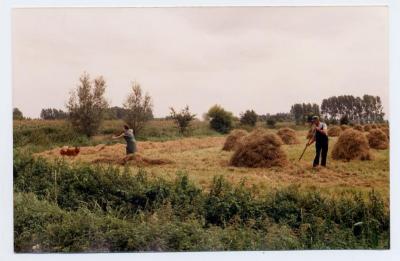 Hooi samenrapen, Bassevelde