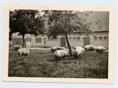 Varkens in buiten beloop