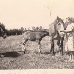 merrie met veulen, Kaprijke (?)