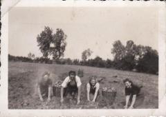 aardappelen rapen op het veld, Kaprijke (?)
