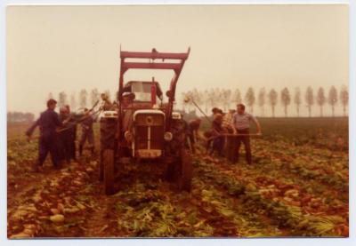 Bietenoogst 1976 met hulp van de onderlinge Bedrijfshulp