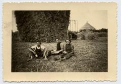 Schafftijd bij de graanopper, 1955, Bassevelde