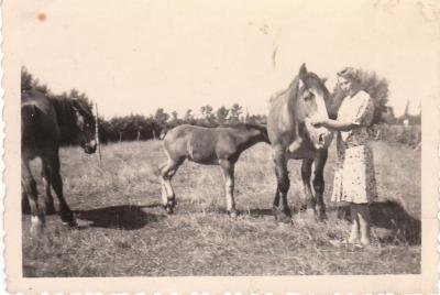 merrie met veulen, Kaprijke (?)