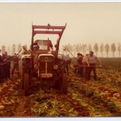 Het jonge kalf van de familie Coppens, Eeklo