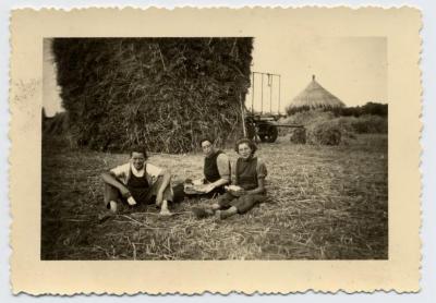 Schafftijd bij de graanopper, 1955, Bassevelde