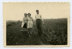 Geoogste aardappels in de mand leggen