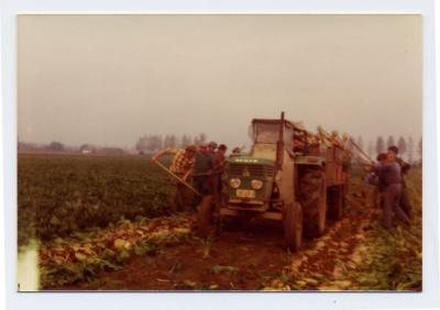 Bietenoogst met groene Deutz