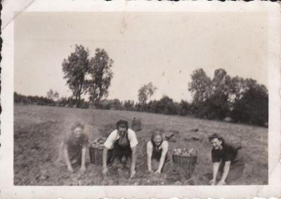 aardappelen rapen op het veld, Kaprijke (?)