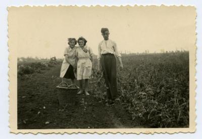 Geoogste aardappels in de mand leggen