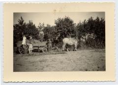 zakken aardappelen op de kar zetten, Bassevelde