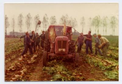 Bietenoogst met de rode David Brown