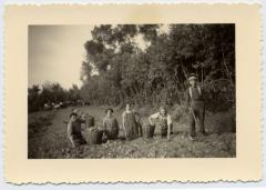 Aardappelen rapen, Bassevelde