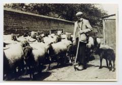 Schaapherder Cyriel Vereecken met zij kudde