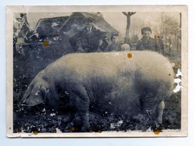 De zwaarste zeug van Assenede