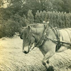 Portretfoto van zeven mensen op twee karren