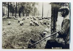 Schapenherder op de dries, Doornzele