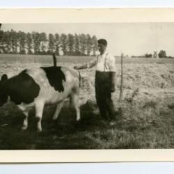 Het jonge kalf van de familie Coppens, Eeklo