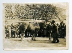 Prijskamp voor paarden, Ertvelde