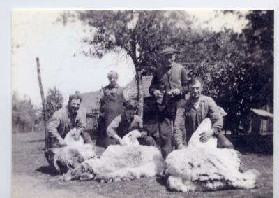Schapenscheerders van de familie Vereecken, Doornzele