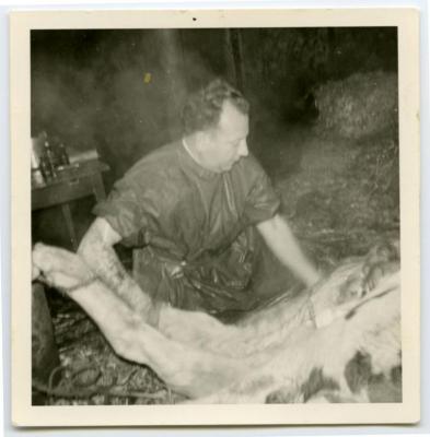 Keizersnede met veearts Sierens