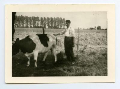 Het jonge kalf van de familie Coppens, Eeklo