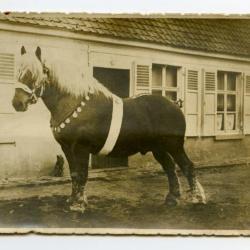 Jaarmarkt Assenede, 1939 (1)