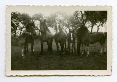 Paarden bewerken het land