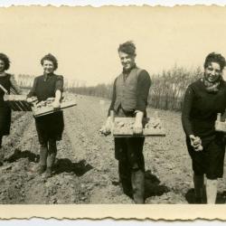 Aardappelen planten