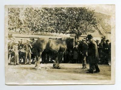 Prijskamp voor paarden, Ertvelde