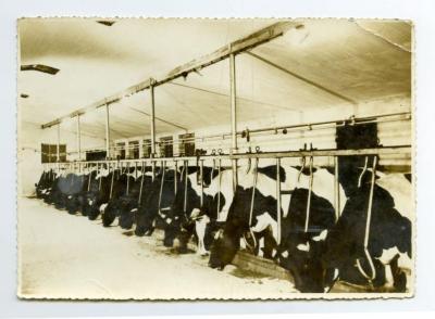 Koeien in de stal, Assenede