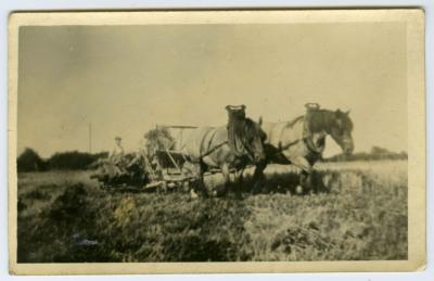 Pikbinder met paarden