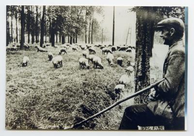 Schapenherder op de dries, Doornzele