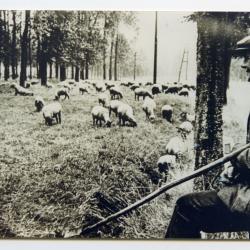 Bieten binnenhalen met paard en kar, Assenede