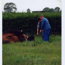 Koren maaien met de zelfbinder