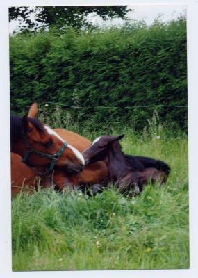 Geboorte van een veulen (3)