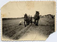 Pikbinder getrokken door paarden (1), Zelzate