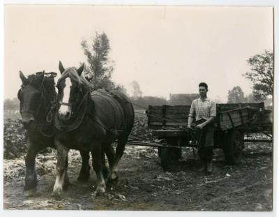 Bieten binnenhalen met paard en kar, Assenede