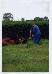 Geboorte van een veulen (1)