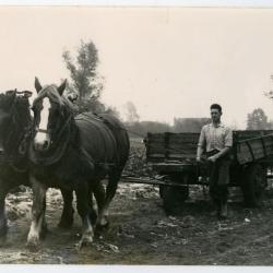 Bieten binnenhalen met paard en kar, Assenede